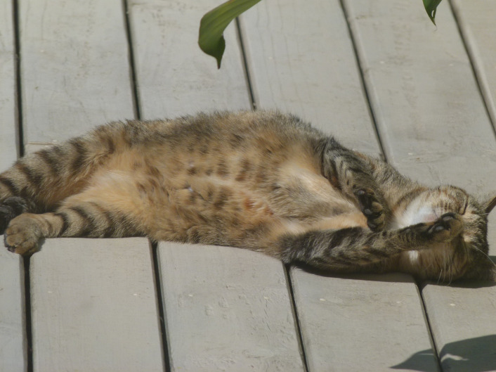 보는 이가 평화로워지는 고양이 뒹굴거림 | 인스티즈