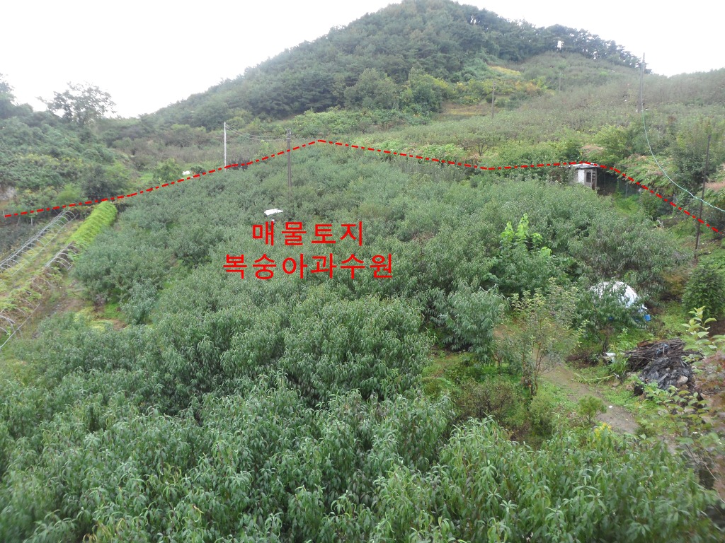 복숭아과수원 이미지