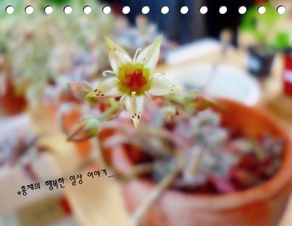 다육이랑꽃이랑 이미지