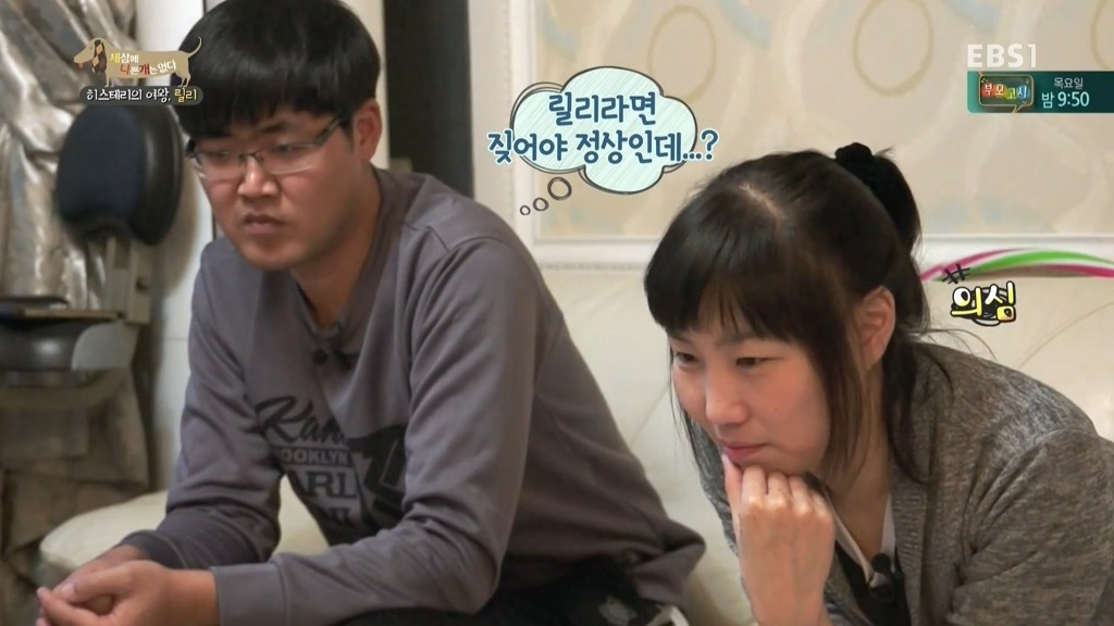 [세상에나쁜개는없다] 가족들에게 짖고 무는 강아지 릴리햏 | 인스티즈