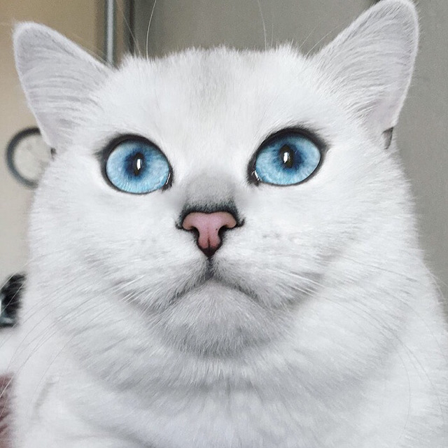 눈이 아름다운 고양이 | 인스티즈
