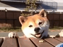 개고생.gif | 인스티즈
