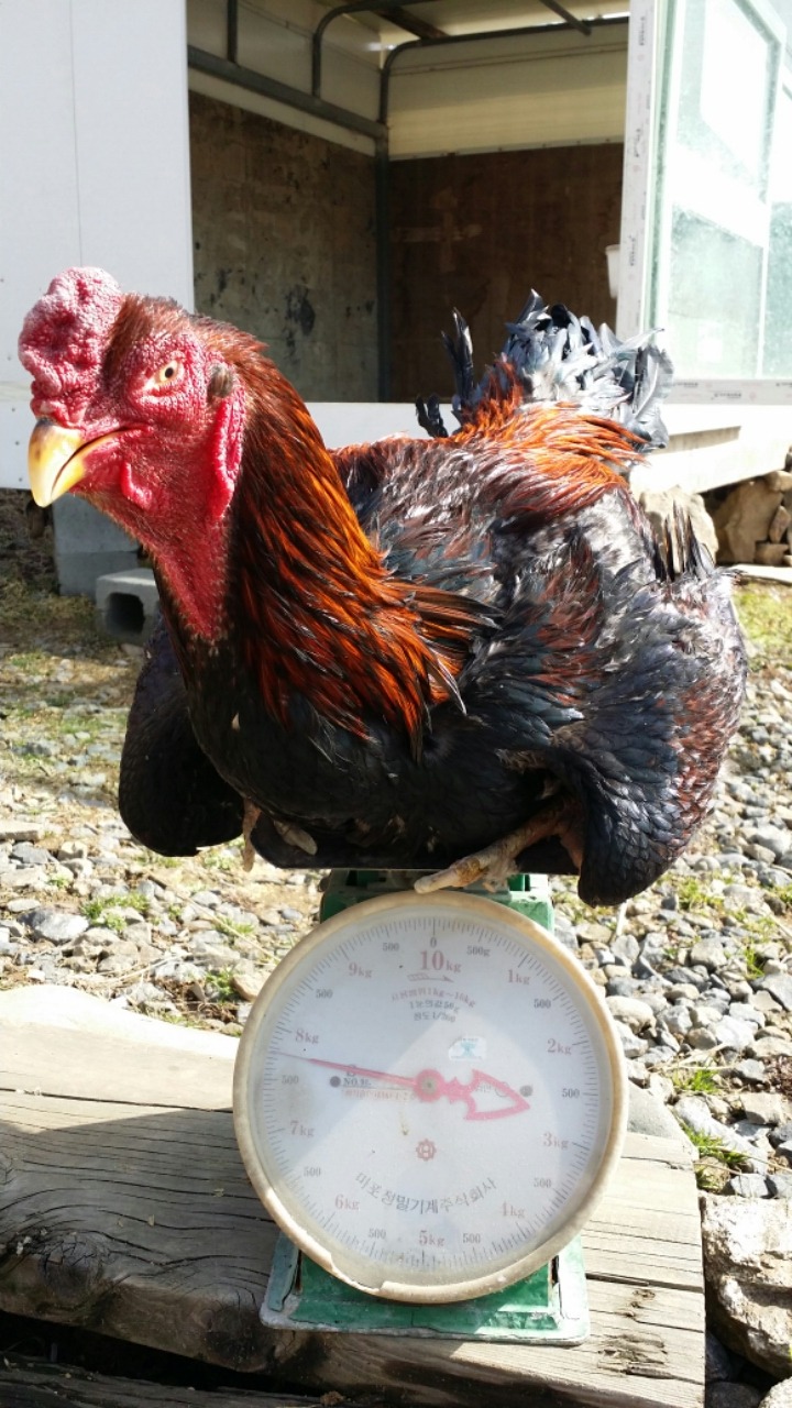 오가다 이미지