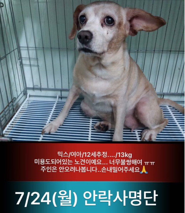 곧 안락사된대ㅠㅠㅠ 보구가줘.. | 인스티즈