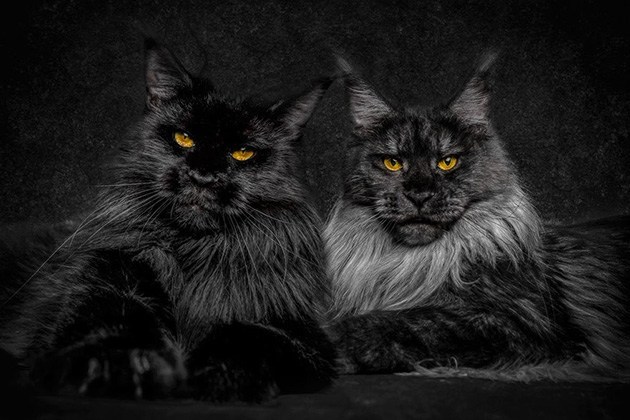 대부분의 인간들보다 잘생긴 고양이들.cats | 인스티즈