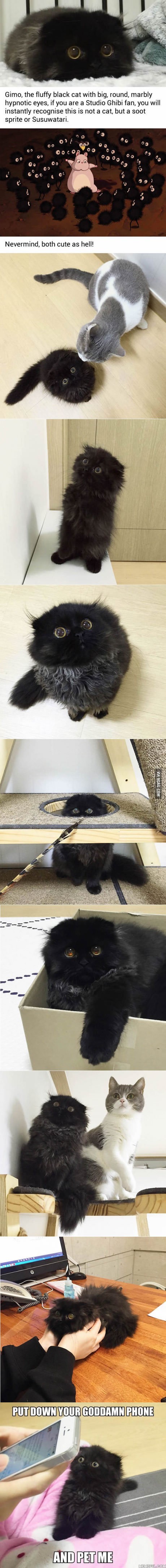 특이한 외모를 가진 고양이 | 인스티즈