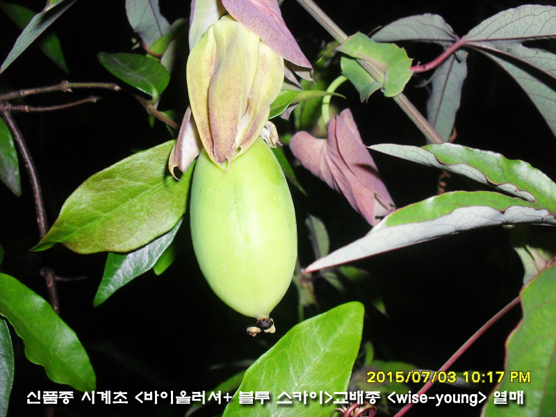 와이즈WISE 이미지