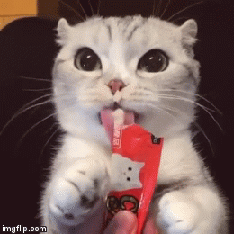 간식먹는 고양이 .gif | 인스티즈