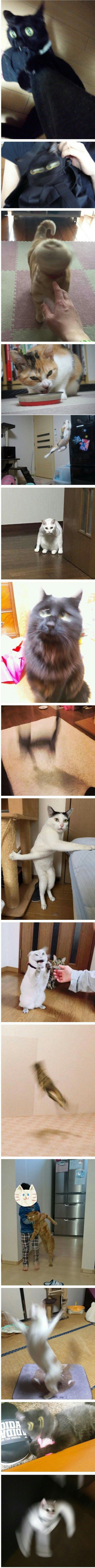 망한 고양이 사진 | 인스티즈