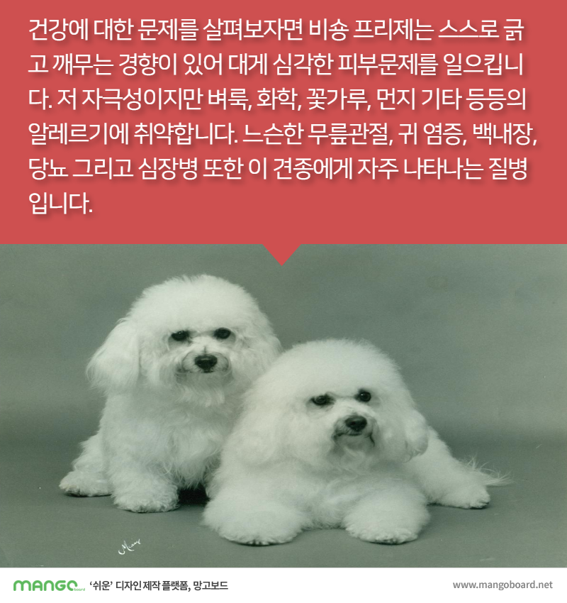[견종정보] 비숑 프리제 이야기 | 인스티즈