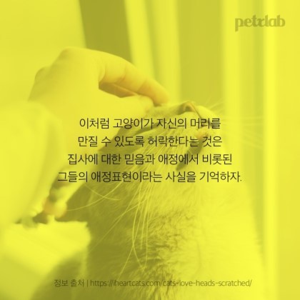 도도한 고양이가 머리 긁기를 허락한 이유 | 인스티즈