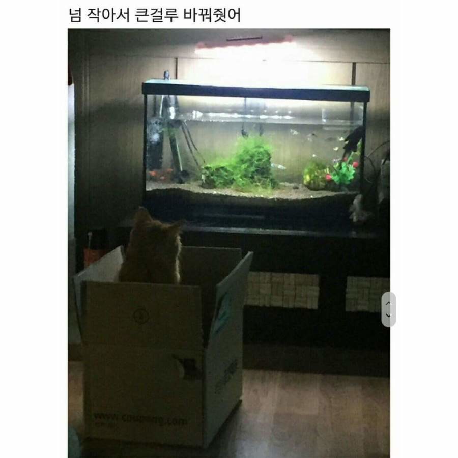 물고기 보다 현자타임 와버린 고양이 | 인스티즈