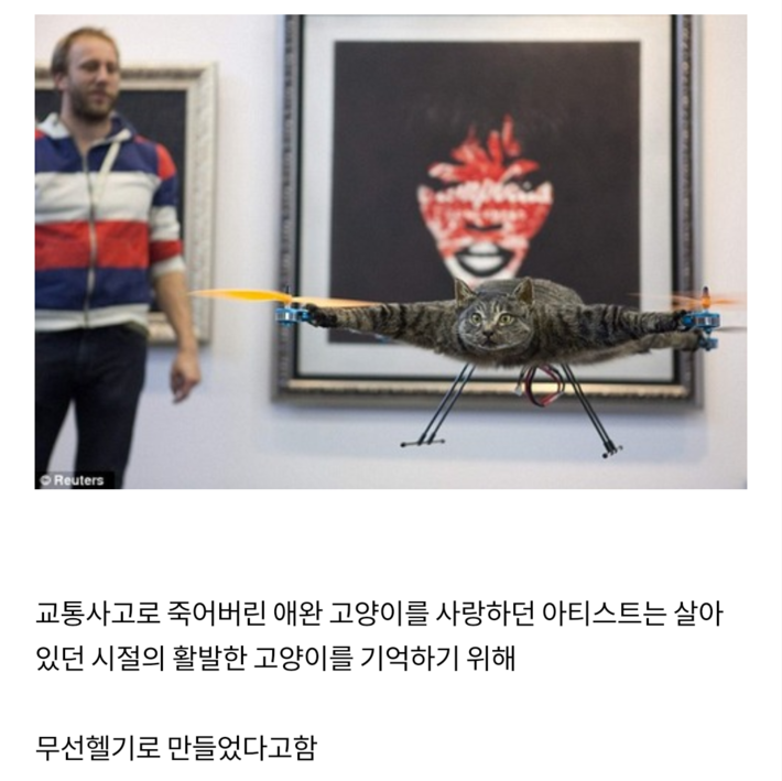 고양이 박제 ㄷㄷ | 인스티즈