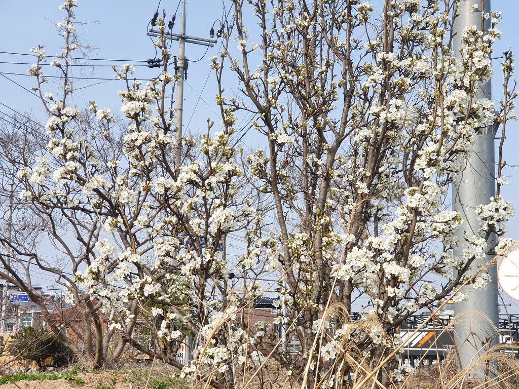 태극중기 이미지