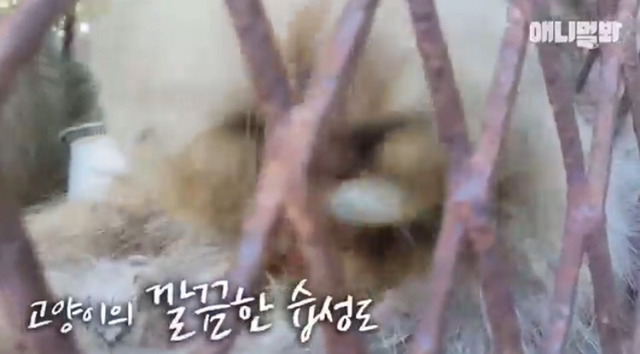고양이 공장도 없애야됨 | 인스티즈