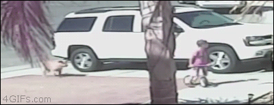 집사 구하는 냥이.gif | 인스티즈
