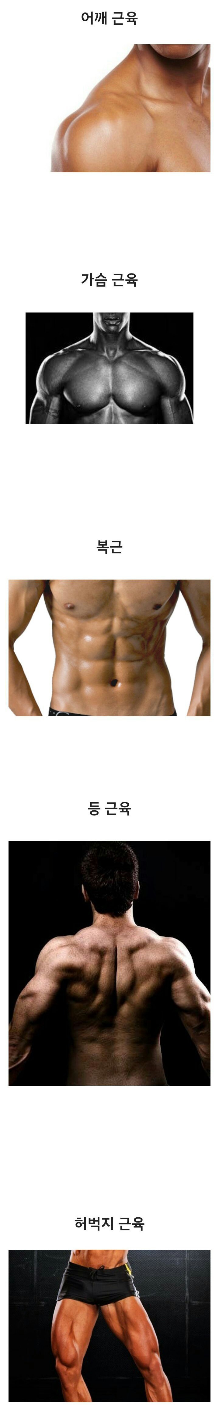 남자 근육중 외관상 가장 멋진 근육은?? | 인스티즈