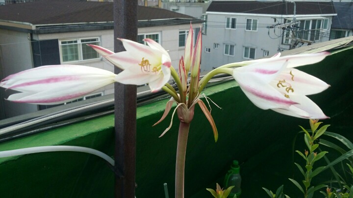 꽃님 이미지