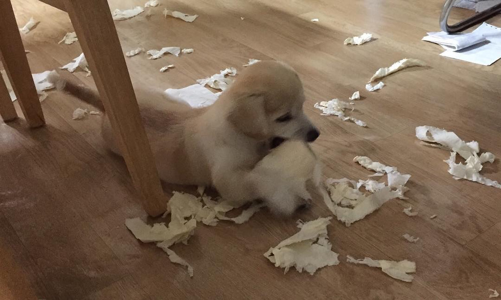 개린이가 된 절미 | 인스티즈