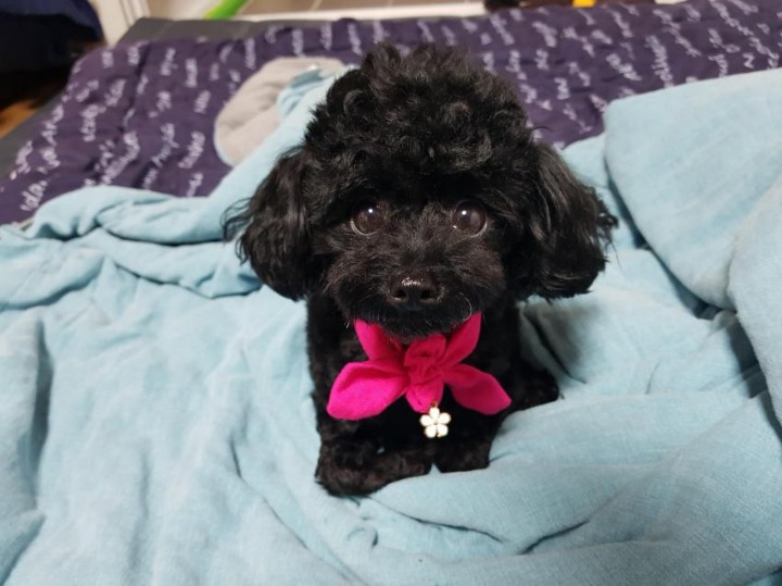 멍갤에 올라온 사람이였으면 연예인 했을거라는 강아지.jpgif | 인스티즈