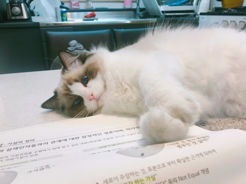 고양이는 주인도 모르고 혼자있는거 좋아하지 않아? | 인스티즈