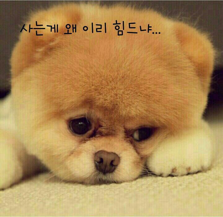 참 이미지