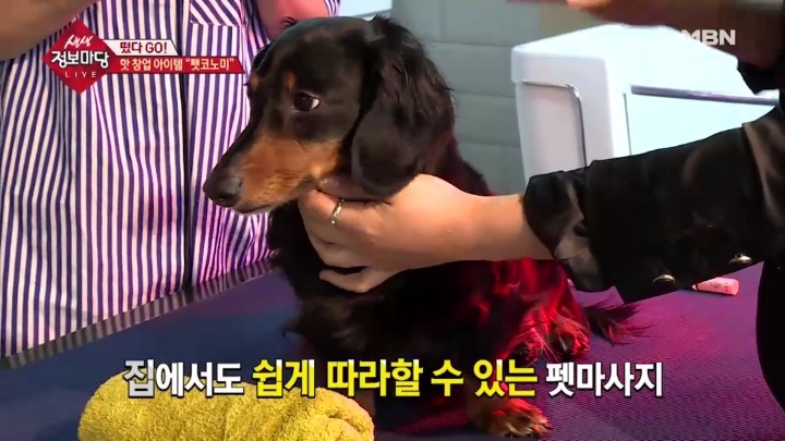 강아지 아로마테라피.jpg | 인스티즈