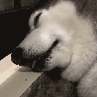 커여운 댕댕이들의 짤 | 인스티즈