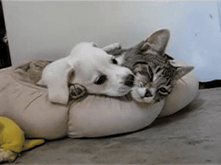 고양이 움짤 | 인스티즈