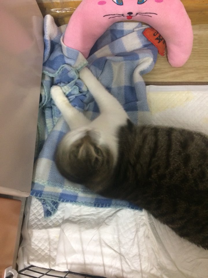 박스안에서 버려진채 떨고있던 고양이 쿠키를 도와주세요! +따뜻한 가족이되어줄 입양처를 찾습니다! | 인스티즈