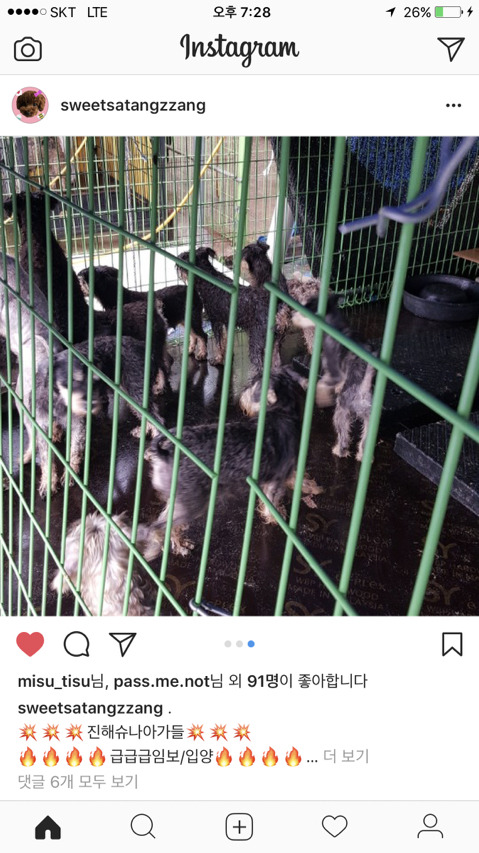 진해유기동물 보호소에 한꺼번에 몇십마리 슈나우저가 구조되어 들어왔어. 하필이면 계속 내리는 비에 온몸이 젖어 덜덜덜 떨고 있대... 한번만 봐줘 | 인스티즈