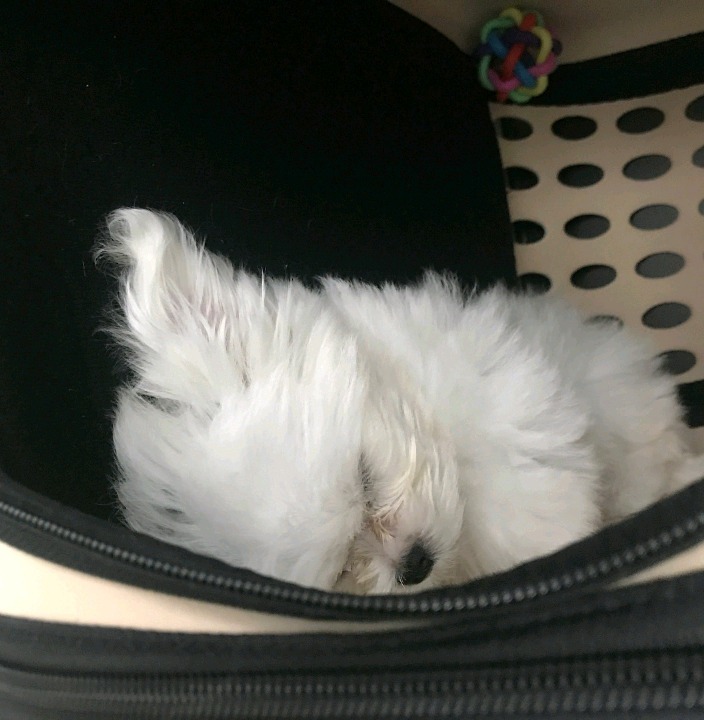 슈퍼주니어 이특이 키우는 반려견 심쿵이.jpg | 인스티즈