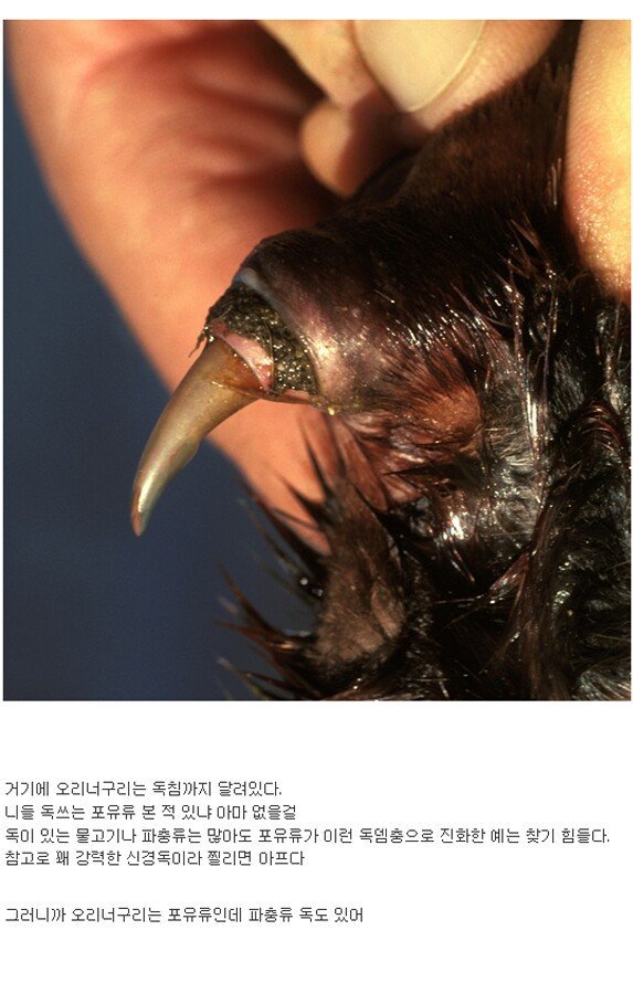 오리너구리는 오리너구리이다 jpg | 인스티즈