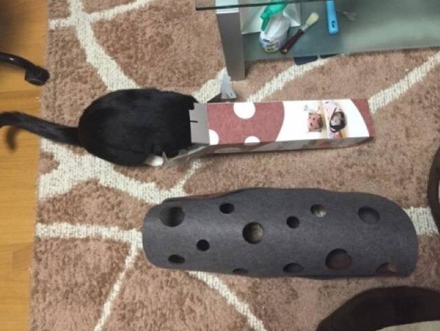 고양이용 장난감 특징.jpg | 인스티즈