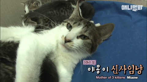 새끼고양이 열마리 키우는 엄마냥이 | 인스티즈