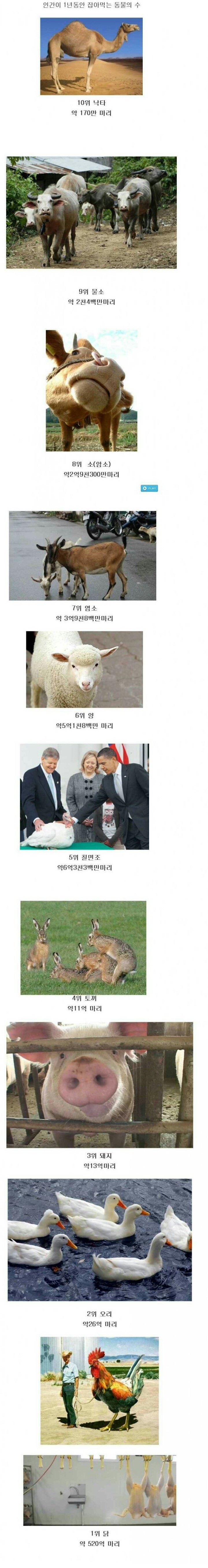 인간들이 1년 동안 잡아먹은 동물의 수 | 인스티즈