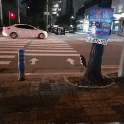 여러 동물들이 찻길을 건너는 방법.gif | 인스티즈