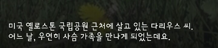 다리 다친 아기사슴을 구해주면 생기는 일 | 인스티즈