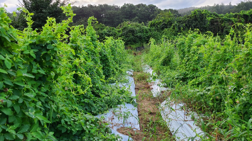 까치수퍼 이미지
