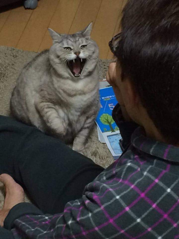 한입도 안줘서 친 냥이.jpg | 인스티즈