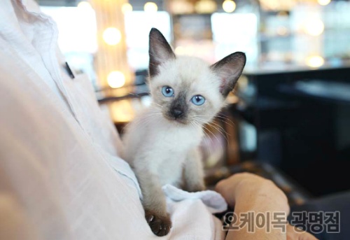 샴 이미지