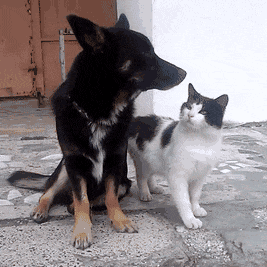 애교냥이.gif | 인스티즈