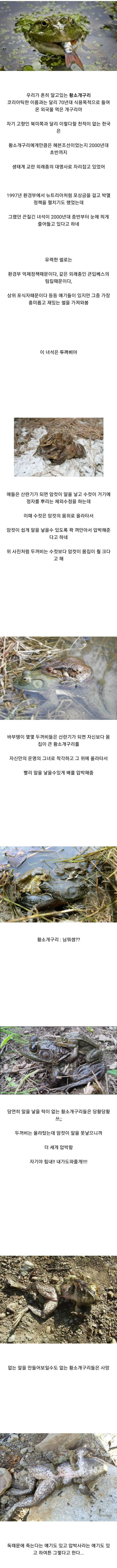 그 많던 황소개구리가 사라져가는 이유 | 인스티즈