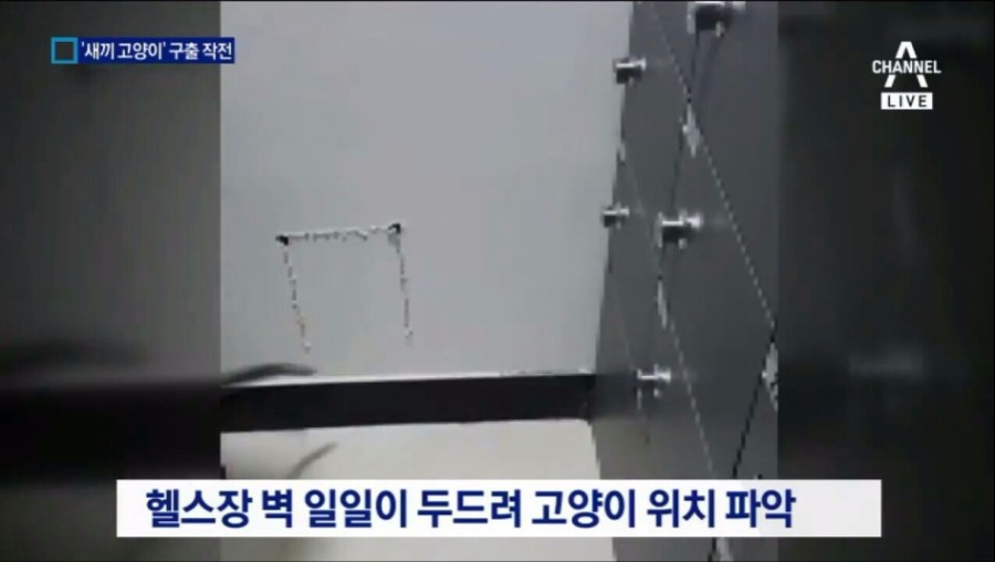 119 아기고양이 구출작전 | 인스티즈