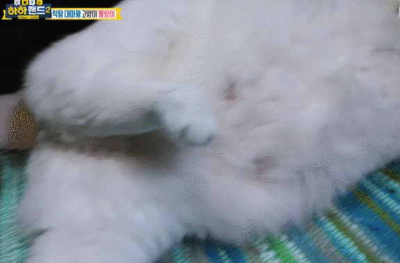 [하하랜드] 새벽에 밥달라고 집사 깨우는 뚱냥이.gif | 인스티즈