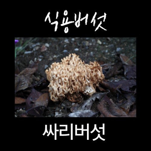 산에서 절대 먹으면 안되는 독버섯 | 인스티즈