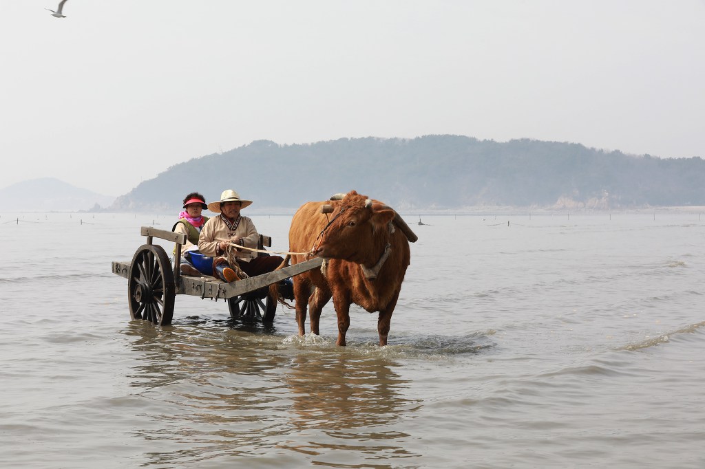 소 달구지 이미지