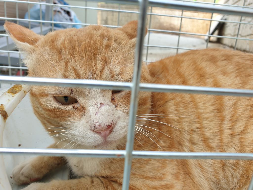 무적의 고양이 노랑이 | 인스티즈