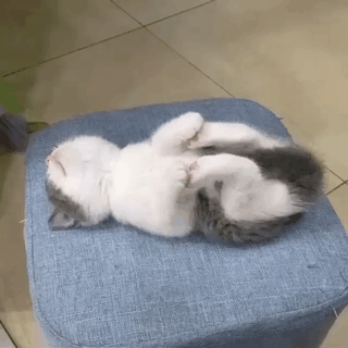 다리에 쥐난 고양이.gif | 인스티즈
