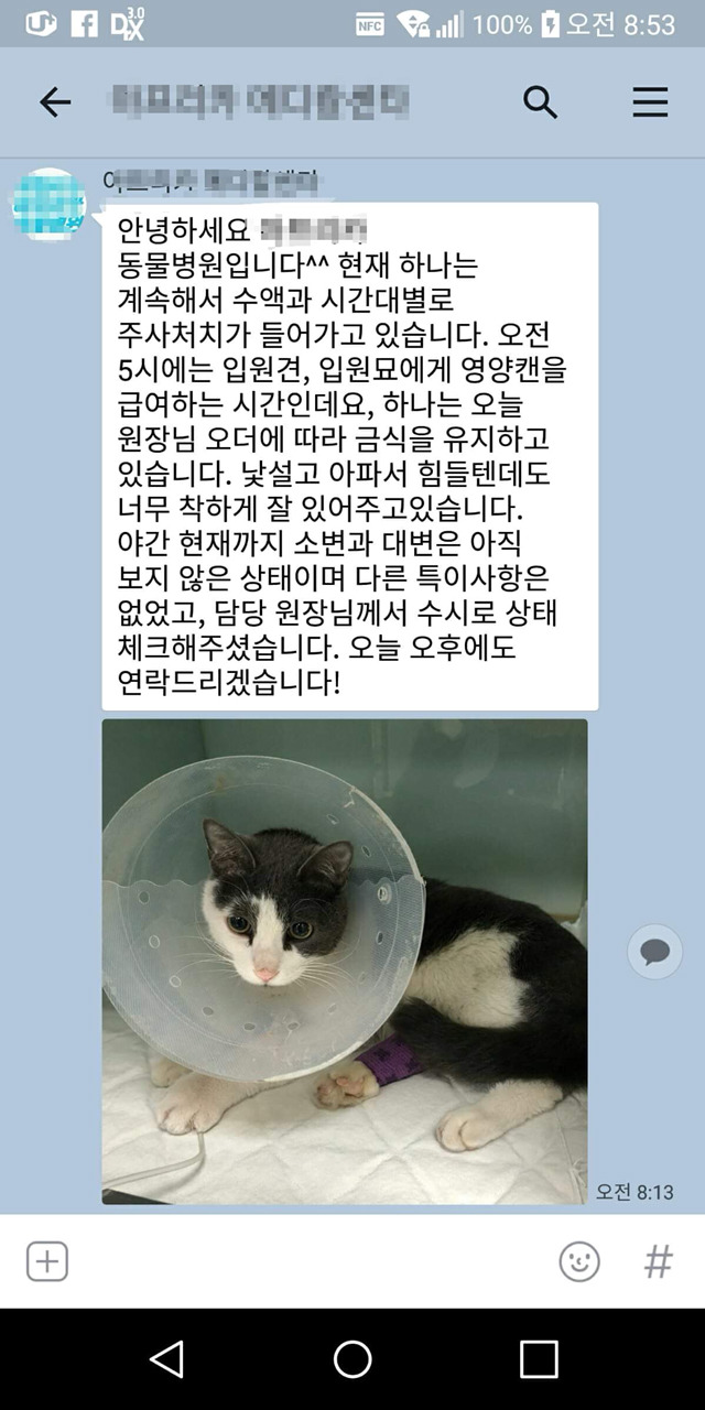 다친 고양이 한번씩만 봐주라..!! 아직도 후원 중이야! | 인스티즈